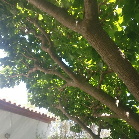 Yfantis Sakis Apartment'S Eratiní Ngoại thất bức ảnh